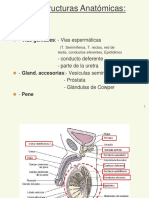 HISTO - Clase 16 APARATO REPRODUCTOR MASC Y FEM - ODON PDF