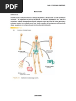 Anatomia 2