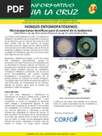 Boletín34 Año 2016 Ultimo Hongos Entomopatógenos. Microorganismos Benéficos para El Control de A. Nodipennis