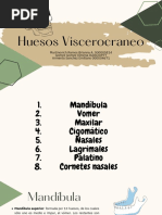 Huesos Viscerocraneo