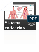 Sistema Endocrino .Languagetool