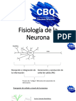 Fisiologc3ada de La Neurona Uti