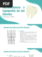 Nomenclatura y Topografía de Los Dientes