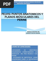 Pelvisplanos Musc - Perine