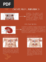 Sistema Urinario