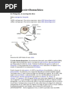 Ácido Desoxirribonucleico