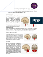 Especialidad de Sistema Nervioso Ysabel