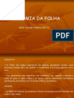 Anatomia de Folha