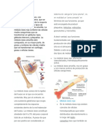 Organos Del Sistema Linfatico