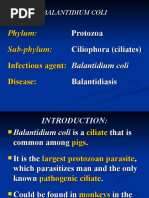 3.balantidium Coli