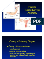 Female Anatomy 07