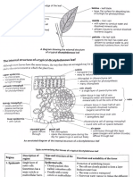 Biology The Leaf