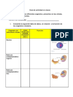 8° B - Célula - ACTIVIDAD EN CLASES