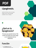 Lipogenesis - Grupo 2-2