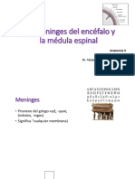 Meninges Del Cerebro