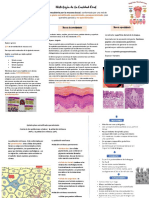 Esquema Histologia de La Cavidad Oral