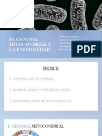 El Genoma Mitocondrial Y La Enfermedad