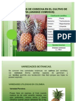 Parametros de Cosecha en El Cultivo de Piña