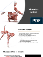 Muscular System