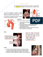 Arteria Aorta y Pulmonar