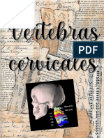 Vertebras Cervicales