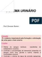 Sistema Urinário