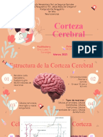 Corteza Cerebral