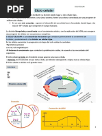 Ciclo Celular