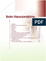 Brain Neuroanatomy