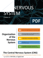 The Nervous System