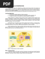 Module 3C - Cellular Respiration 