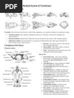 Skeletal System of Vertebrates