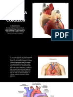 Anatomía DEL Corazón