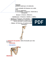 Anatomia de Miembros