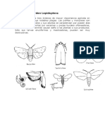 Familias Del Orden Lepidoptera