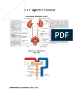 Tema 11 - Aparato Urinario