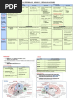 Lóbulos Cerebrales - Surcos y Circunvoluciones