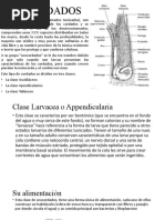 UROCORDADOS Expo