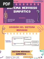 Sistema Nervioso Simpático Fisiología