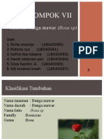 Kelompok Vii: Anatomi Bunga Mawar (Rosa SP)