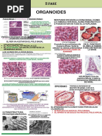 Biologia Celular Ii Fase Practicas