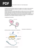 Resumen Mitosis