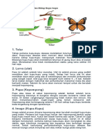 Siklus Hidup Kupu2