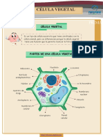 CélulaVegetal 5y6primaria