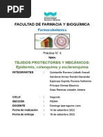 Facultad de Farmacia Y Bioquímica: Tejidos Protectores Y Mecánicos: Epidermis, Colenquima y Esclerenquima