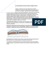 Desarrollo Embrionario Del Sistema Nervioso Central y Órganos de Los Sentidos: Revisión