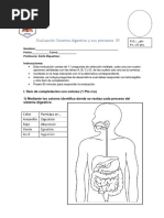 Evaluación Sistema Digestivo y Sus Procesos 5º