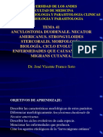 TEMA41 Parasitos Ancylostoma-Necator-Uncinariasis, Estrongiloidiasis, Ancylostoma Braziliense o Larva Migrante