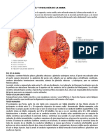 Anatoma y Fisiologa de La Mama