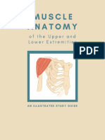 E1 Muscle Anatomy